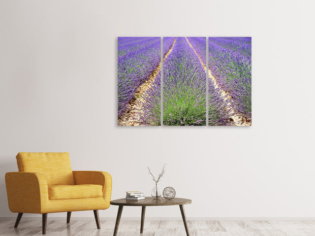 3 darab Vászonképek The lavender field