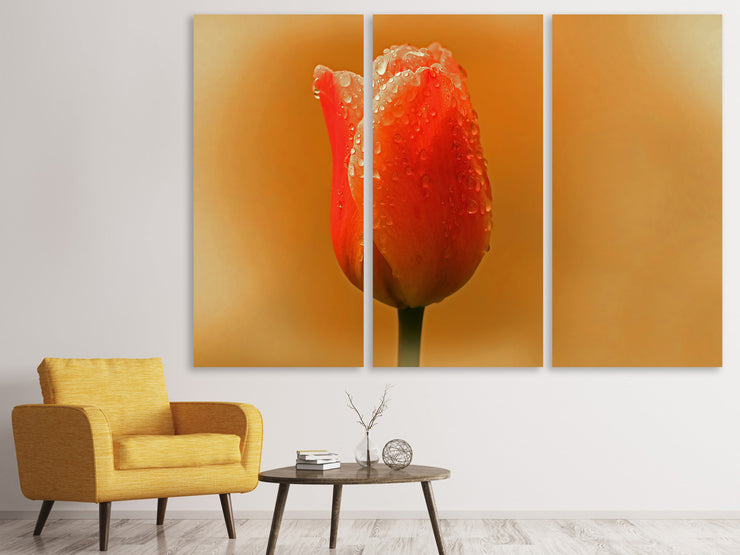 3 darab Vászonképek A tulip in the morning dew