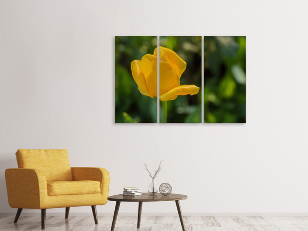 3 darab Vászonképek Yellow tulip XL