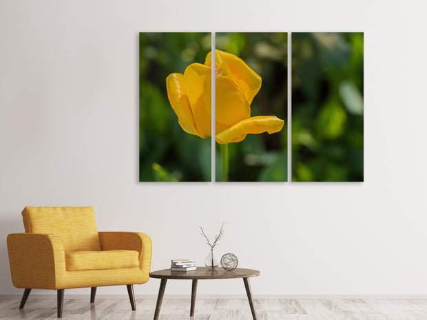 3 darab Vászonképek Yellow tulip XL