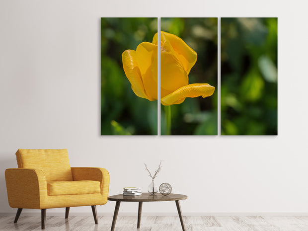 3 darab Vászonképek Yellow tulip XL