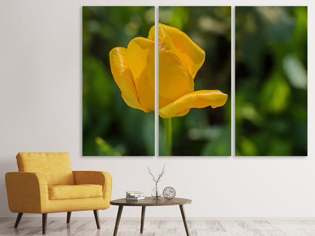 3 darab Vászonképek Yellow tulip XL