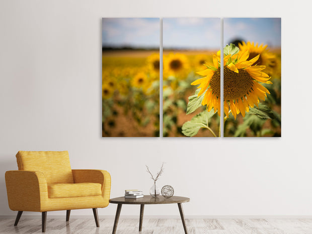 3 darab Vászonképek A sunflower in the field