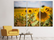 3 darab Vászonképek A sunflower in the field