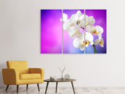 3 darab Vászonképek Flower Power Orchid