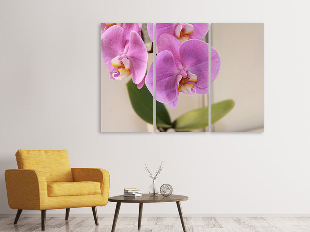 3 darab Vászonképek Orchids with purple flowers in XL