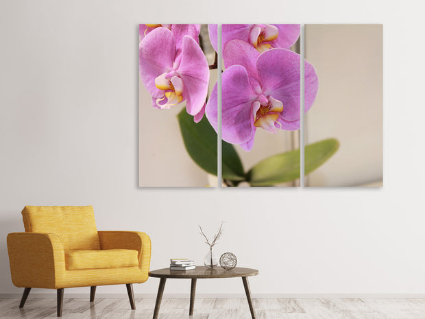 3 darab Vászonképek Orchids with purple flowers in XL