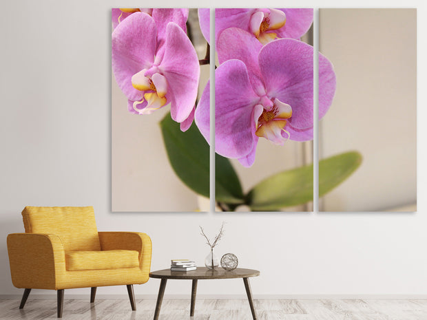 3 darab Vászonképek Orchids with purple flowers in XL