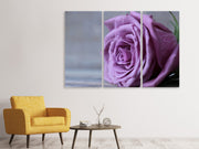 3 darab Vászonképek Rose in purple XXL