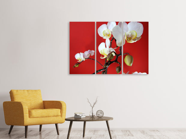 3 darab Vászonképek White orchids on red wall