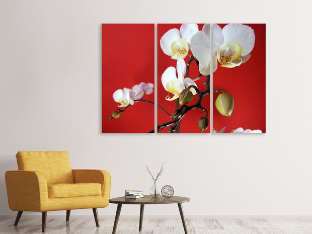 3 darab Vászonképek White orchids on red wall