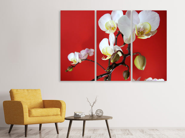 3 darab Vászonképek White orchids on red wall