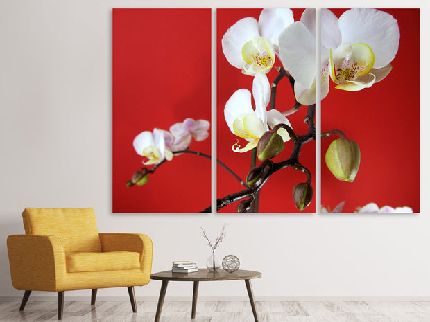 3 darab Vászonképek White orchids on red wall