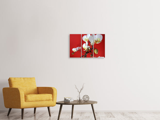 3 darab Vászonképek White orchids on red wall