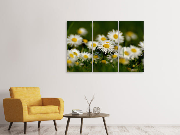 3 darab Vászonképek Daisies XL 2