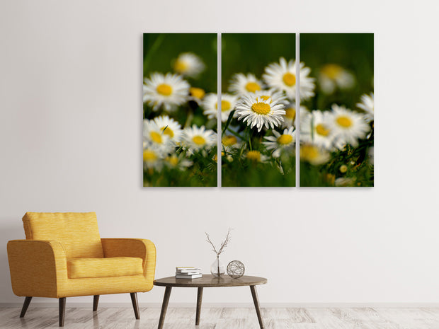 3 darab Vászonképek Daisies XL 2