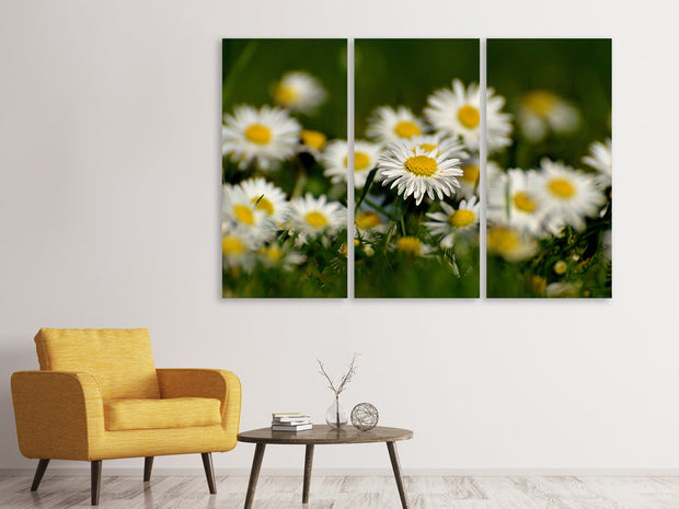 3 darab Vászonképek Daisies XL 2