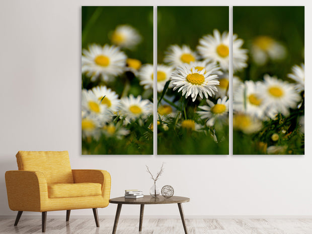 3 darab Vászonképek Daisies XL 2