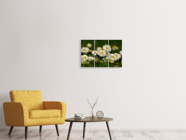 3 darab Vászonképek Daisies XL 2