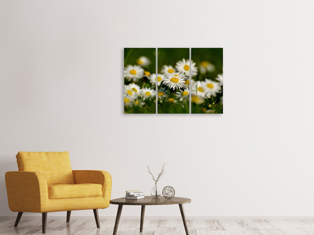 3 darab Vászonképek Daisies XL 2