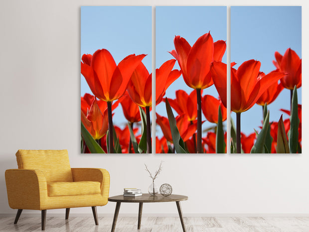 3 darab Vászonképek Red tulips XL