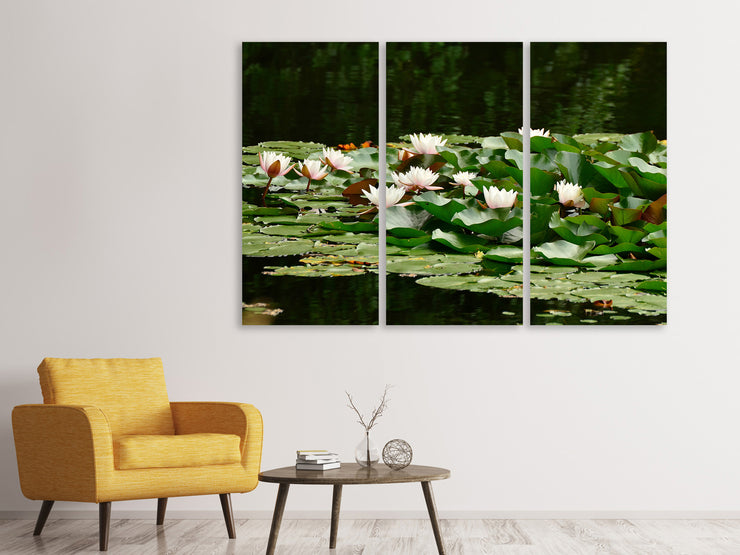 3 darab Vászonképek A field full of water lilies