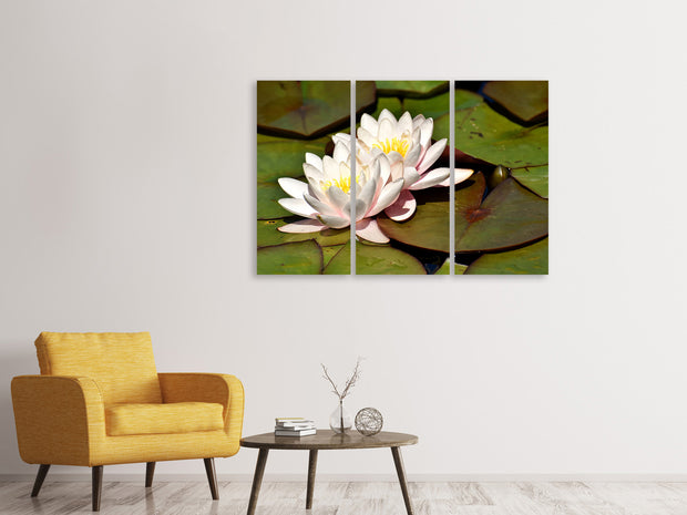 3 darab Vászonképek Water lily duo in white