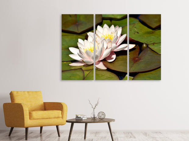 3 darab Vászonképek Water lily duo in white