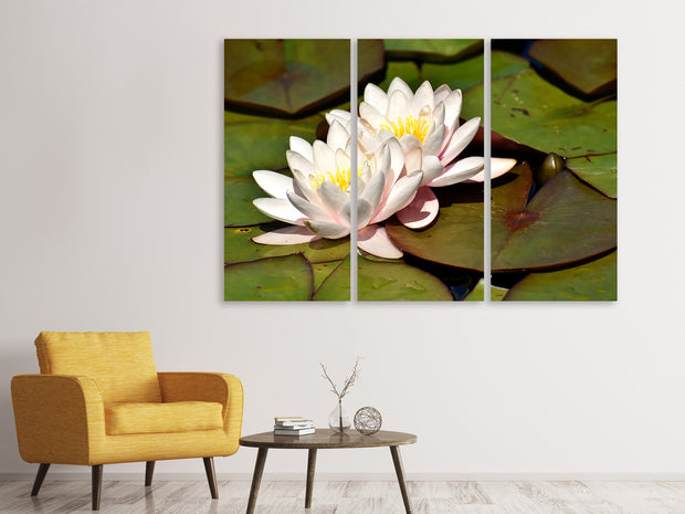 3 darab Vászonképek Water lily duo in white