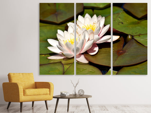 3 darab Vászonképek Water lily duo in white