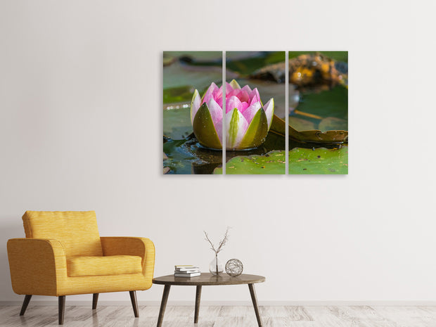 3 darab Vászonképek XL water lily in pink