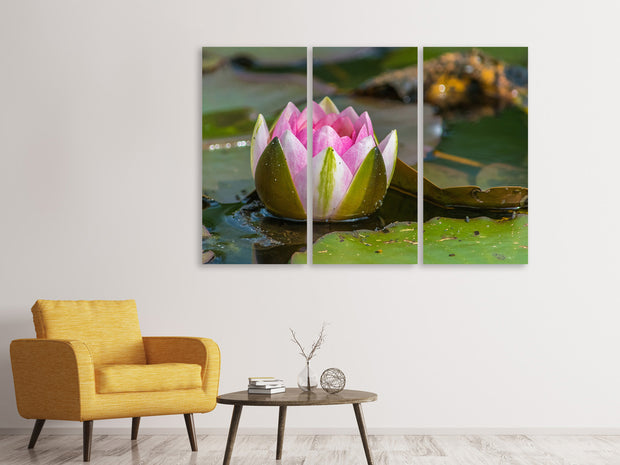 3 darab Vászonképek XL water lily in pink