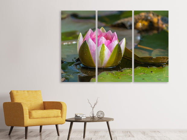 3 darab Vászonképek XL water lily in pink