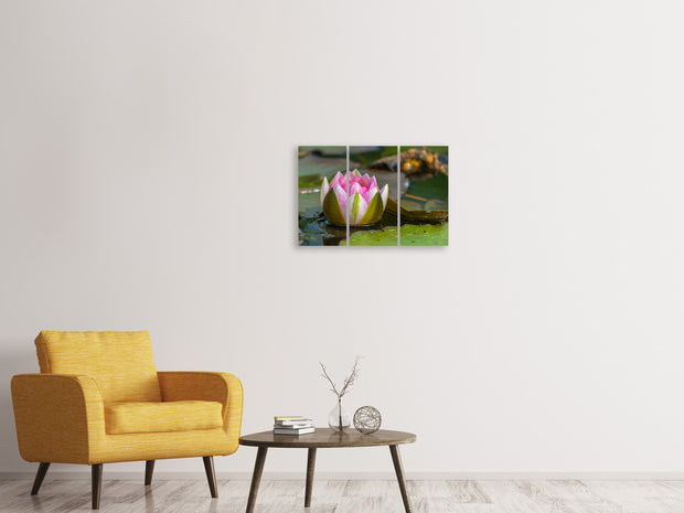 3 darab Vászonképek XL water lily in pink