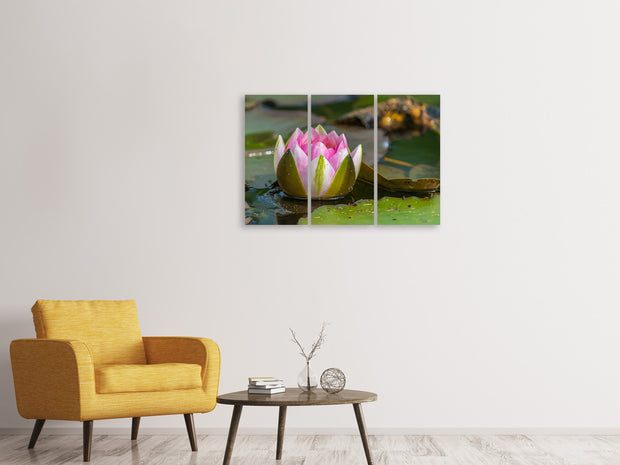 3 darab Vászonképek XL water lily in pink