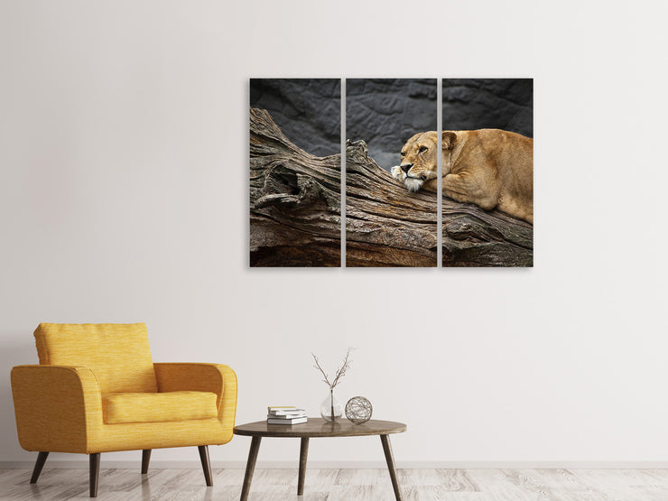 3 darab Vászonképek Dreaming lioness