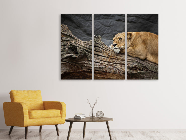 3 darab Vászonképek Dreaming lioness