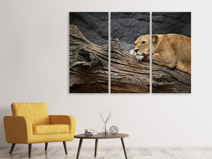3 darab Vászonképek Dreaming lioness
