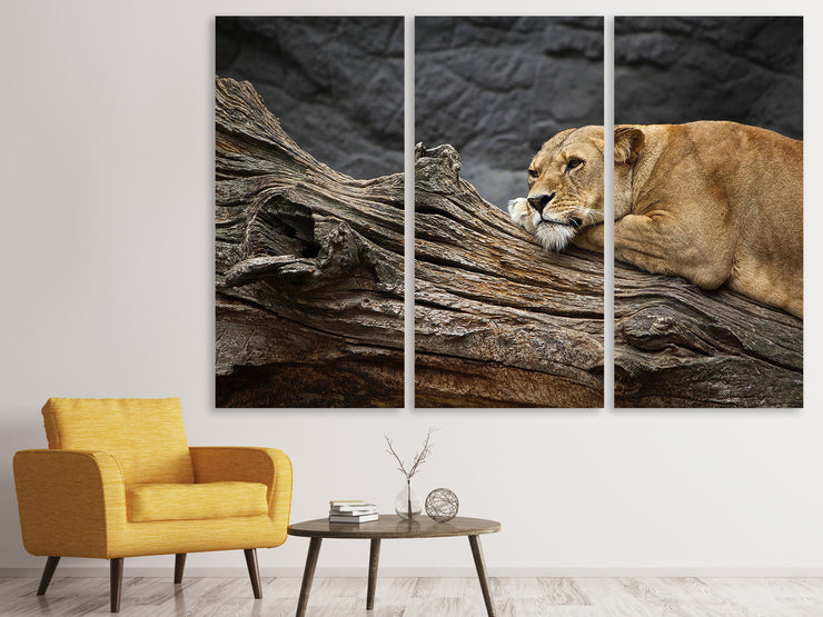 3 darab Vászonképek Dreaming lioness
