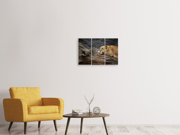 3 darab Vászonképek Dreaming lioness