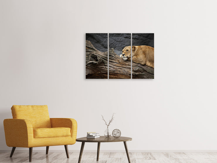 3 darab Vászonképek Dreaming lioness