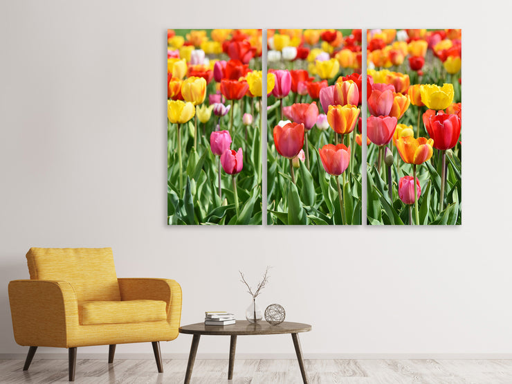 3 darab Vászonképek A colorful tulip field