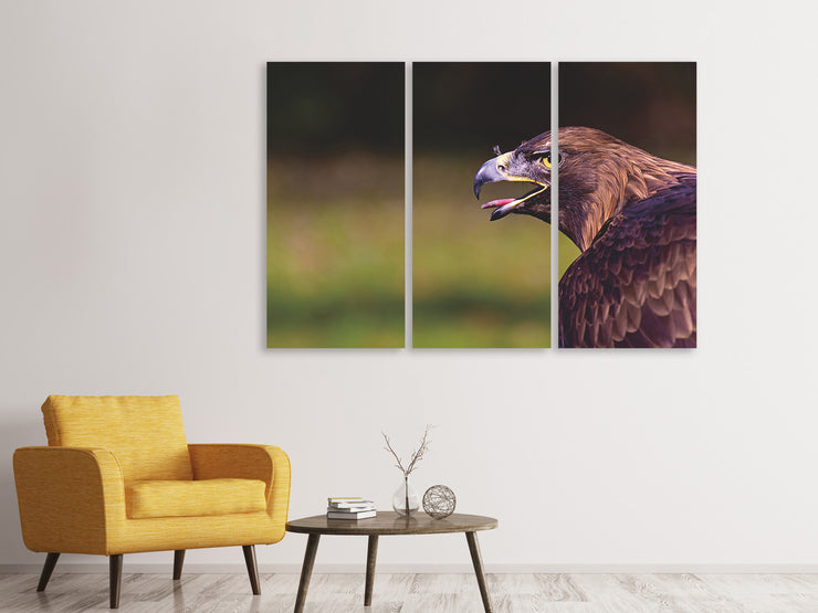 3 darab Vászonképek Watchful eagle