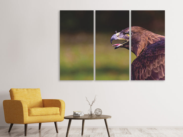 3 darab Vászonképek Watchful eagle