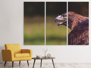 3 darab Vászonképek Watchful eagle