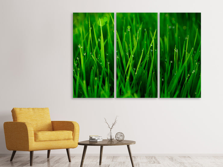 3 darab Vászonképek Grass With Morning Dew