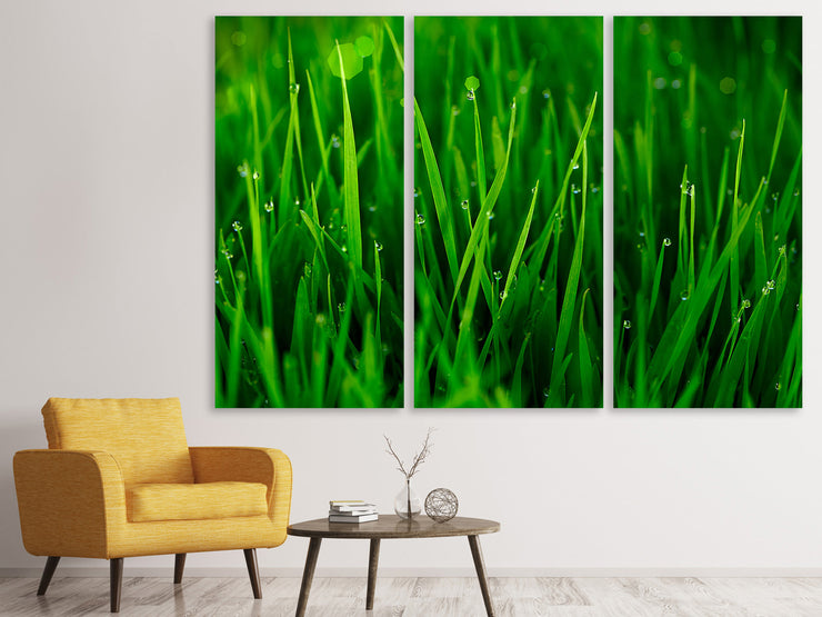 3 darab Vászonképek Grass With Morning Dew