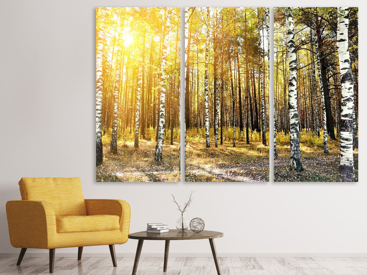 3 darab Vászonképek Birch Forest
