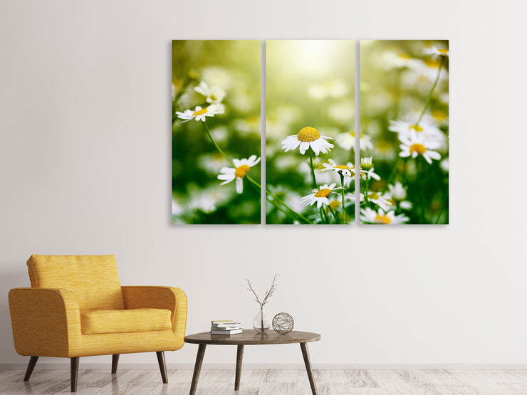 3 darab Vászonképek The Daisy