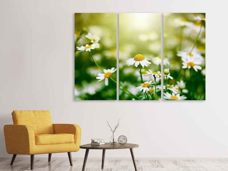 3 darab Vászonképek The Daisy